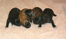 pups 2010