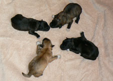 pups 2010