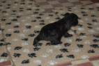 pups 2011 10-2