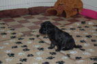 pups 2011 10-3