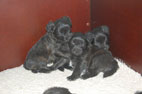 pups 2011 10-4