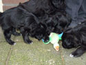 pups 2011 10-13