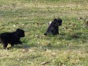 pups 2011 12-2