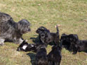 pups 2011 12-3