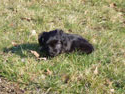 pups 2011 12-4