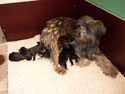 pups2011-2-1