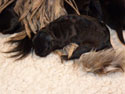 pups2011-2-2