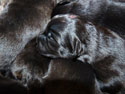 pups2011-2-3