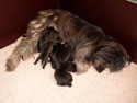 pups2011-2-4