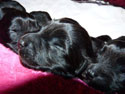 pups2011-3-2