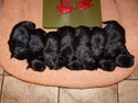 pups2011-3-4