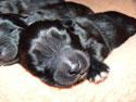 pups2011-3-6