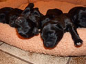 pups2011-3-7