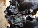 pups2011-3-7