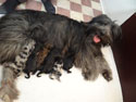 pups geboren 3