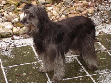 Pyreneese herder 